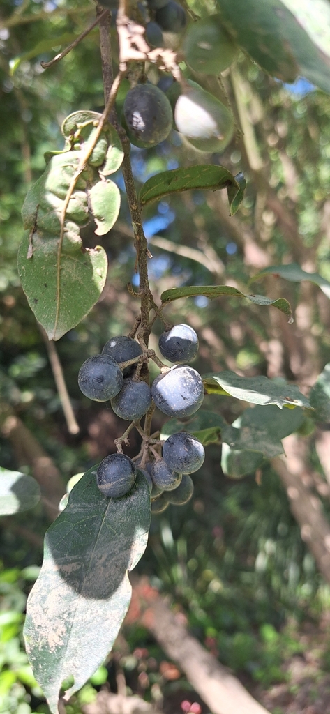 Treebine from Bannockburn QLD 4207, Australia on January 31, 2024 at 03 ...