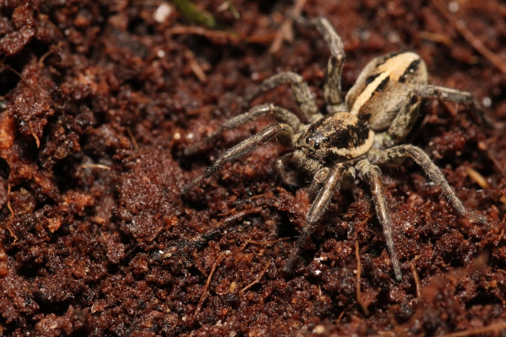 Striped Wolf Spiders in January 2024 by Ethan Page · iNaturalist