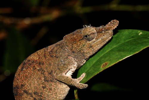 Deceptive Chameleon