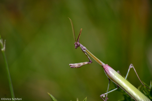 Mediterranean Conehead Mantis