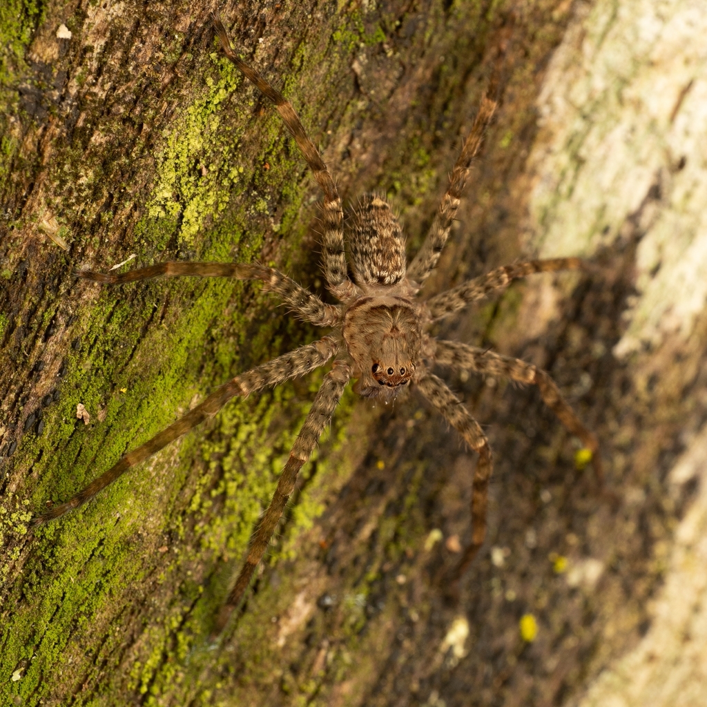 Giant Huntsman Spiders from Samsonvale on January 23, 2024 at 07:30 PM ...