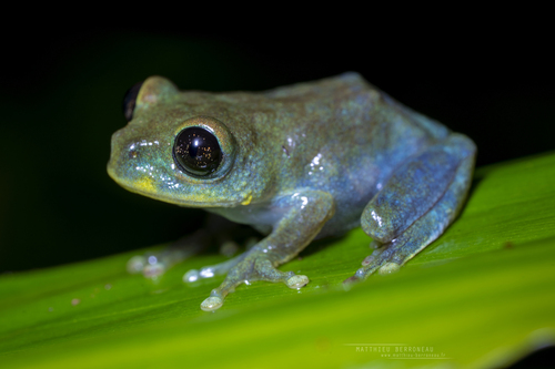 Ruby-eyed Tree Frog