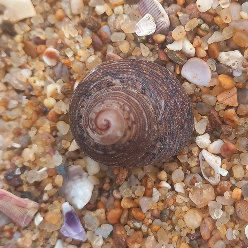 Euchelus asper (Gmelin, 1791)