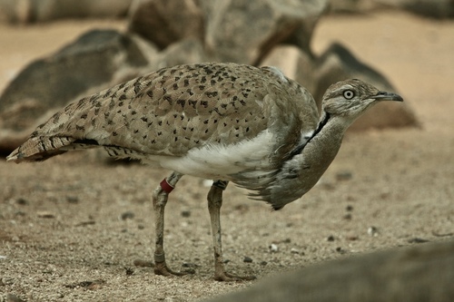 Macqueen's Bustard