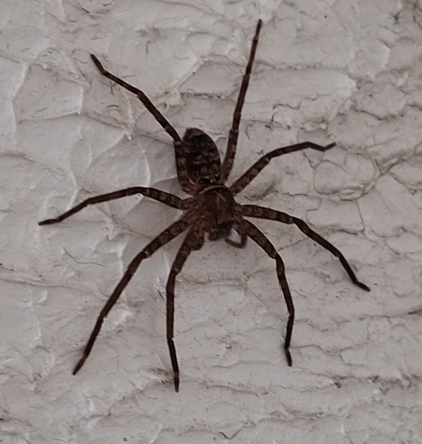 Giant Huntsman Spiders from Robina QLD 4226, Australia on January 31 ...