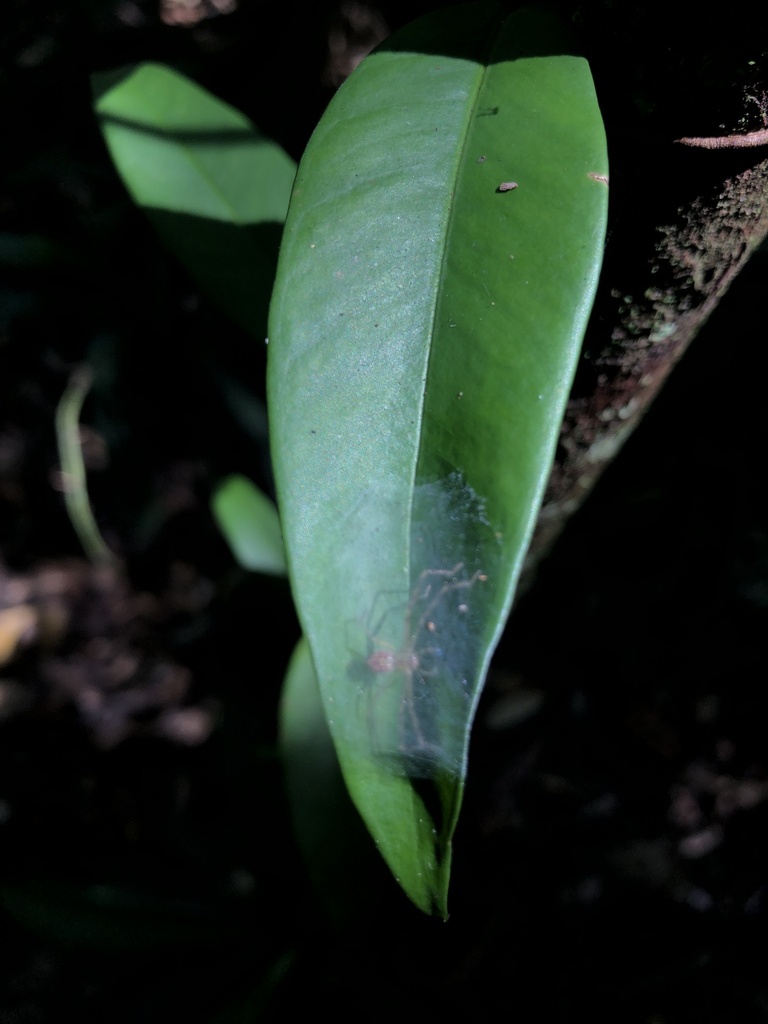 Huntsman Spiders from Maués, BR-AM, BR on January 30, 2024 at 10:19 AM ...