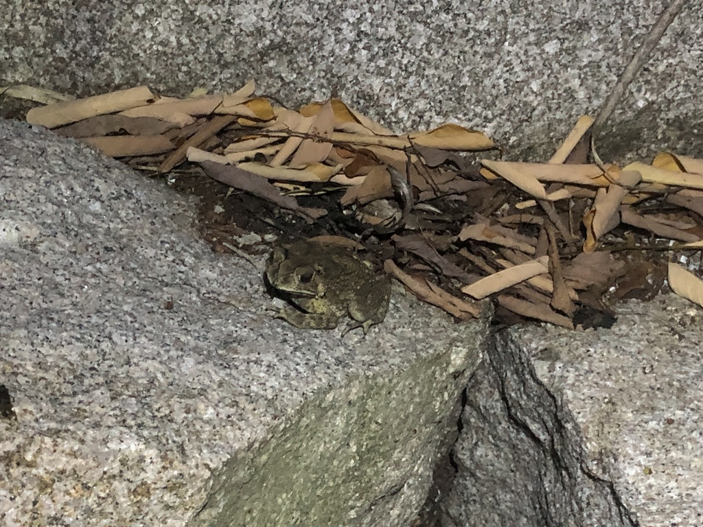 True Toads In January 2024 By V Nguy N INaturalist   Large 