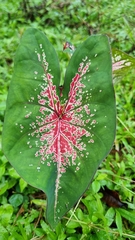 Caladium bicolor image