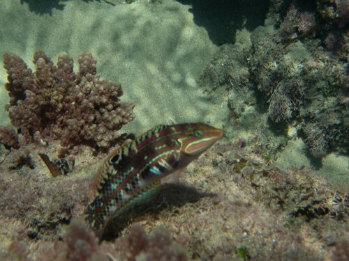 KwaZulu Natal wrasse
