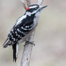 Downy Woodpecker - Photo (c) Juan Miguel Artigas Azas, all rights reserved, uploaded by Juan Miguel Artigas Azas