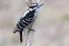 Downy Woodpecker - Photo (c) Juan Miguel Artigas Azas, all rights reserved, uploaded by Juan Miguel Artigas Azas