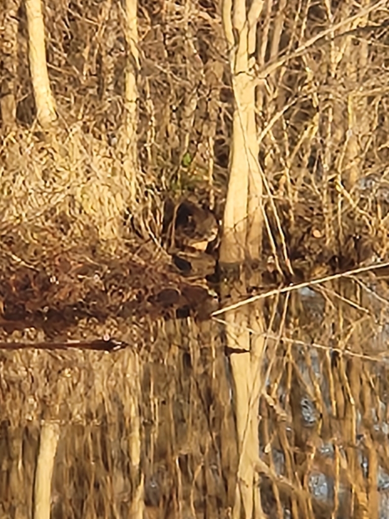 North American River Otter in January 2024 by David Freeman · iNaturalist