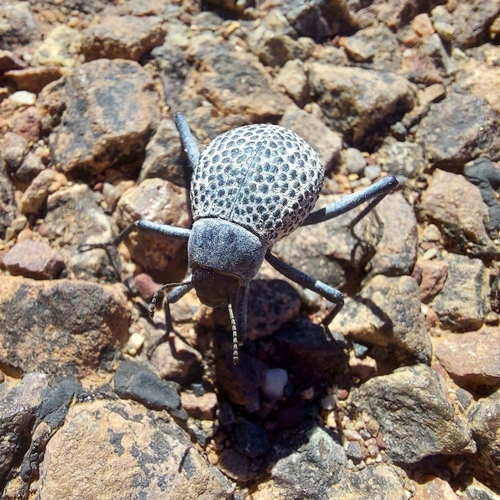 Adesmia biskreensis