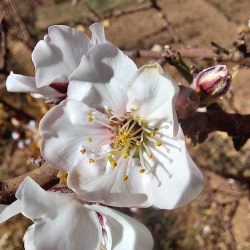 Almond