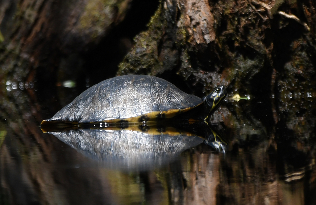 Coastal Plain Cooter from Okefenokee NWR; Charlton County, GA, USA on ...