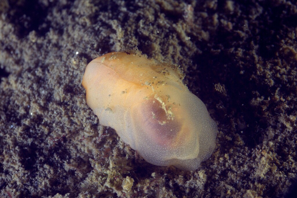 Lobe Shell Lobe Shell from Marseillan Plage, 34340 Marseillan, France on January ...