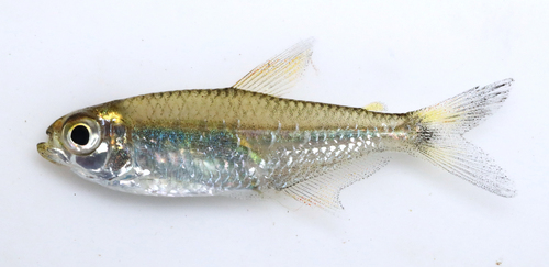 Moenkhausia celibela
