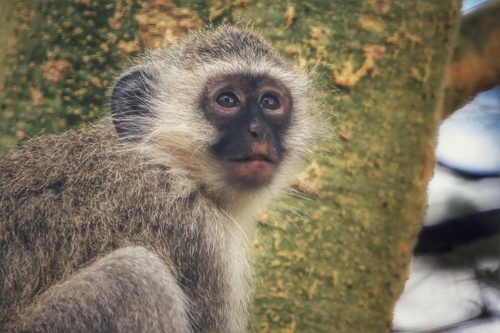 Southern Vervet Monkey