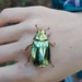 Chrysina batesi - Photo 由 Kelsey Wilson 所上傳的 (c) Kelsey Wilson，保留所有權利