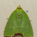 Paracrama angulata - Photo (c) Artur Tomaszek, כל הזכויות שמורות, הועלה על ידי Artur Tomaszek