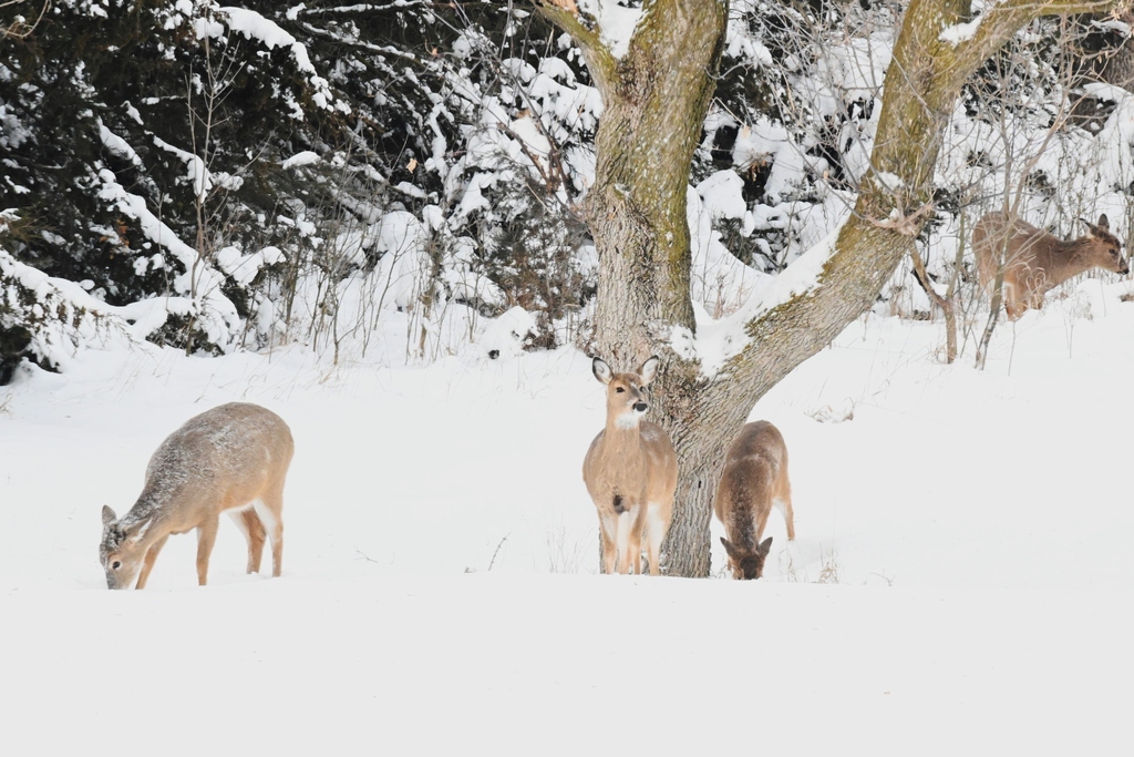 White Tailed Deer In January 2024 By Louis INaturalist   Large 