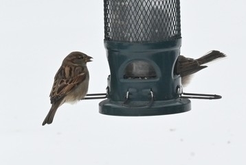 House Sparrow In January 2024 By Louis INaturalist   Large 