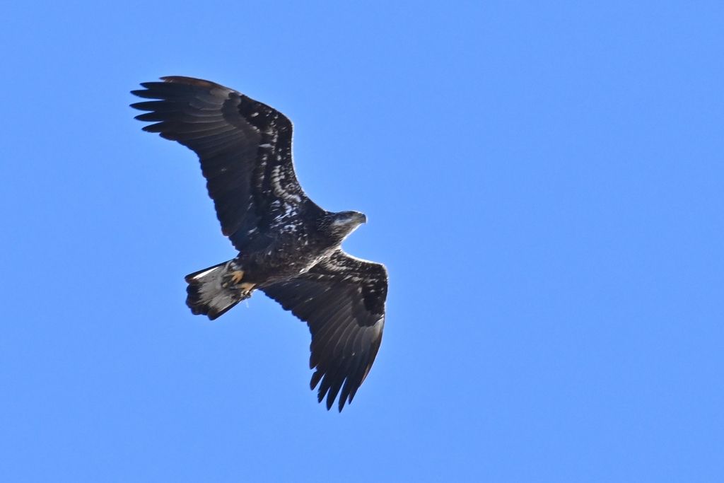 Bald Eagle In January 2024 By Louis INaturalist   Large 