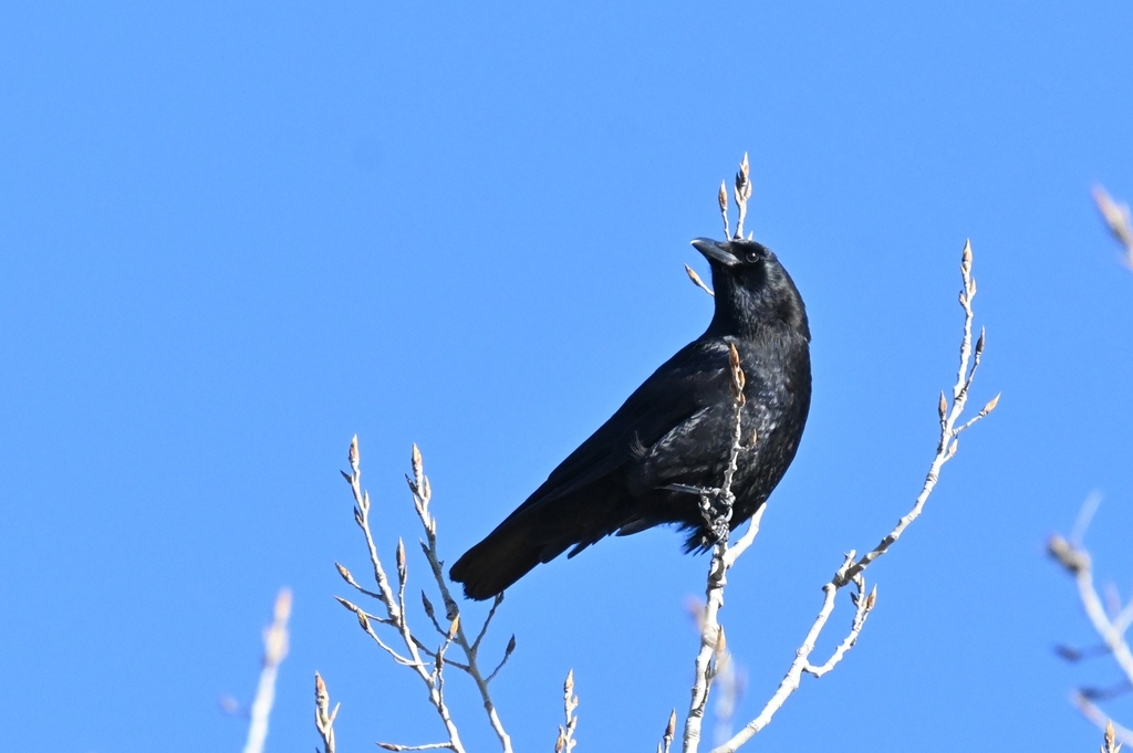 American Crow in January 2024 by Louis. One of a few crows squawking at ...