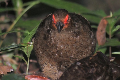 Odontophorus gujanensis image