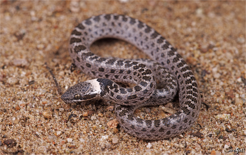 Sinaloan Nightsnake (Hypsiglena torquata) · iNaturalist