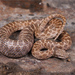 Northern Desert Nightsnake - Photo (c) Jake Scott, all rights reserved, uploaded by Jake Scott