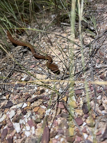Brown Tree Snake sighting