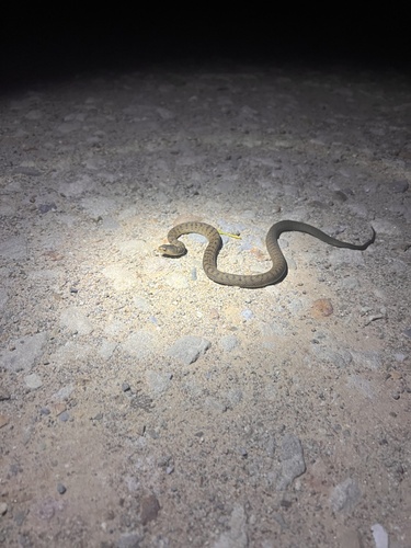 Rough-scaled Snake sighting