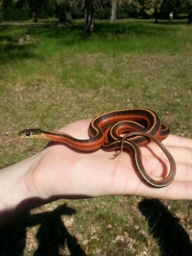 iNaturalist observation photo of Coast Garter Snake