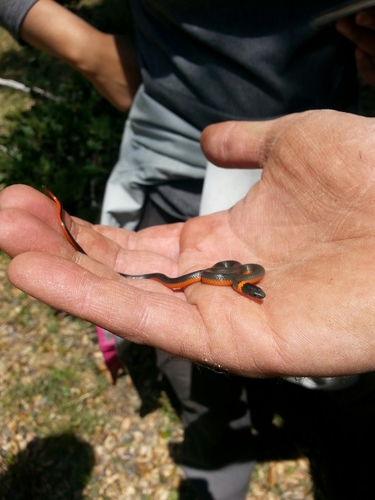 iNaturalist observation photo of Ring-necked Snake