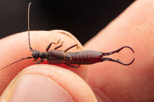 Genus Cordax · iNaturalist