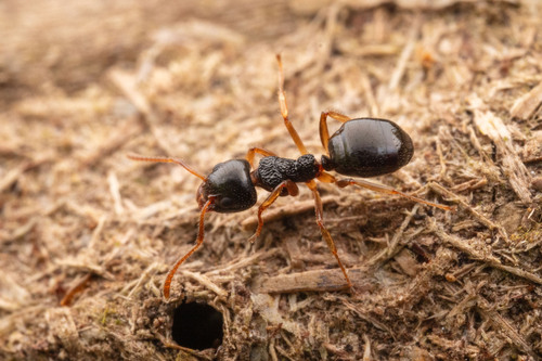 短臭蚁Dolichoderus brevis