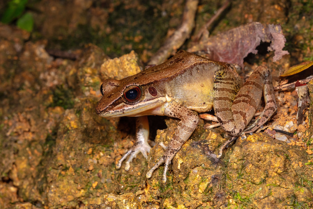 Hainan Bamboo-leaf Frog
