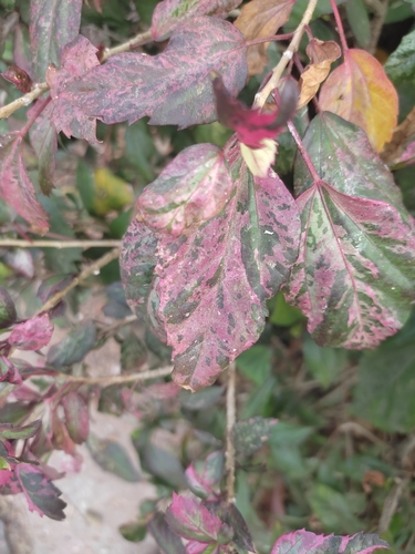 Copperleaf