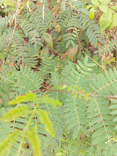 White leadtree
