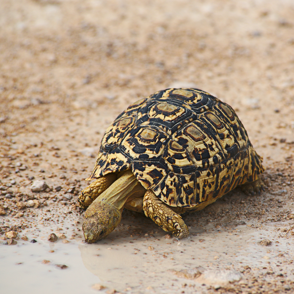 Leopard Tortoise from Oshikoto, Namibia on March 28, 2019 by Daniel ...