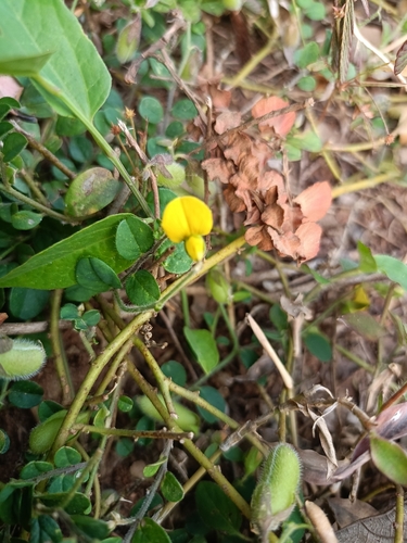 Prostrate Rattlebox (Crotalaria angulata)