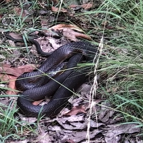Tiger Snake sighting