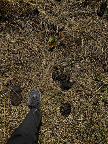 Forest Elephant