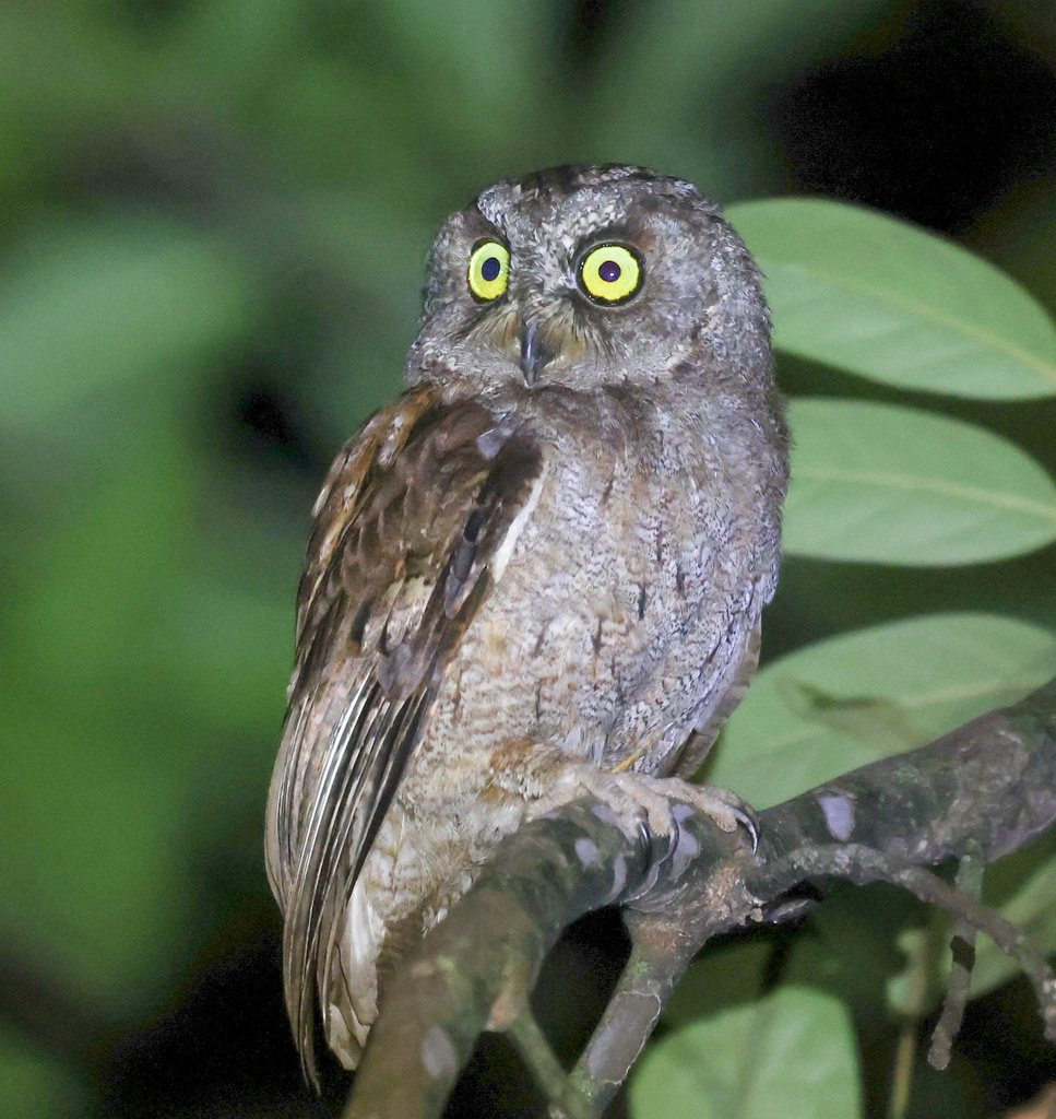Principe Scops-Owl photo
