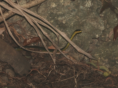 Common Tree Snake sighting