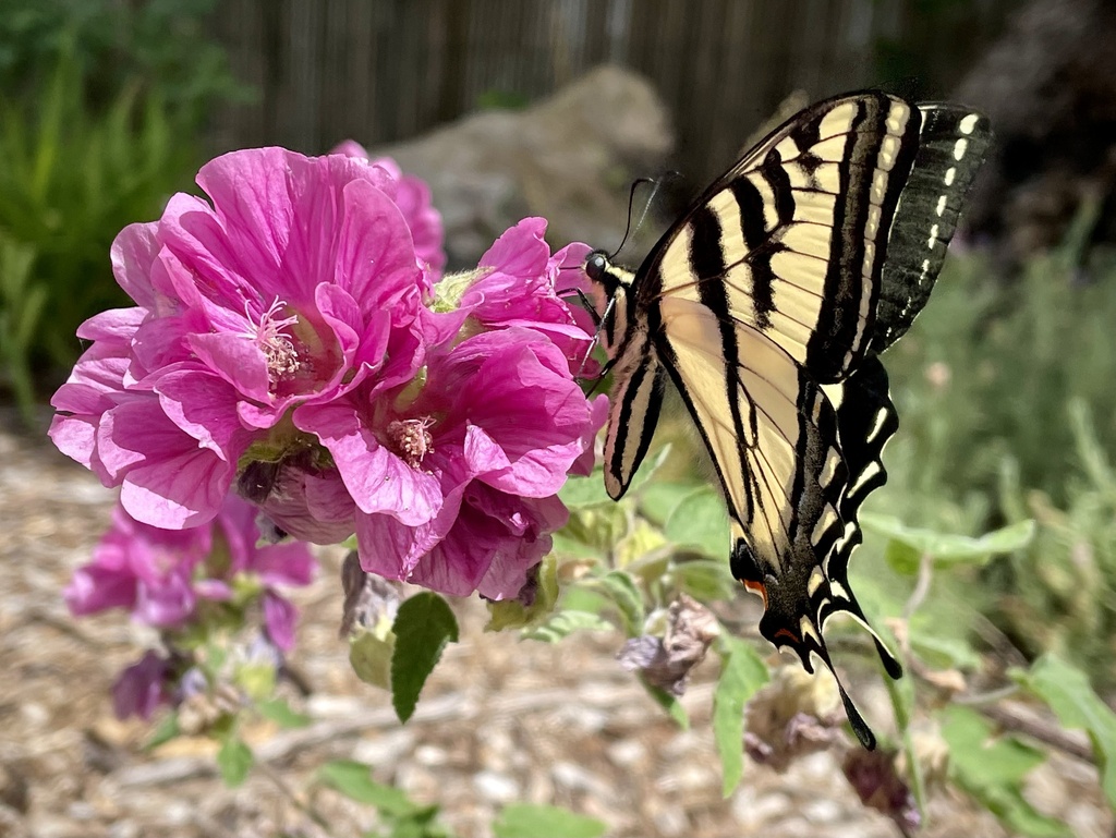 western-tiger-swallowtail-from-n-swift-way-portland-or-us-on-july-4