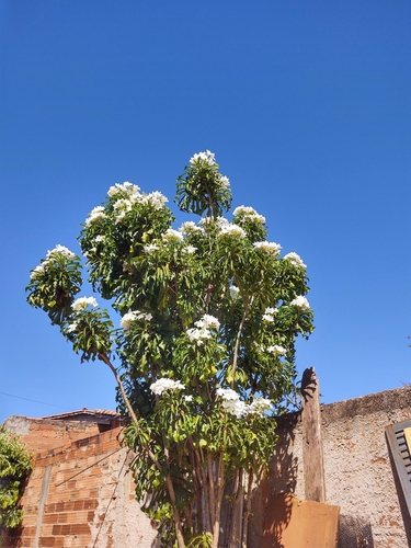 Hammerleaf Frangipani
