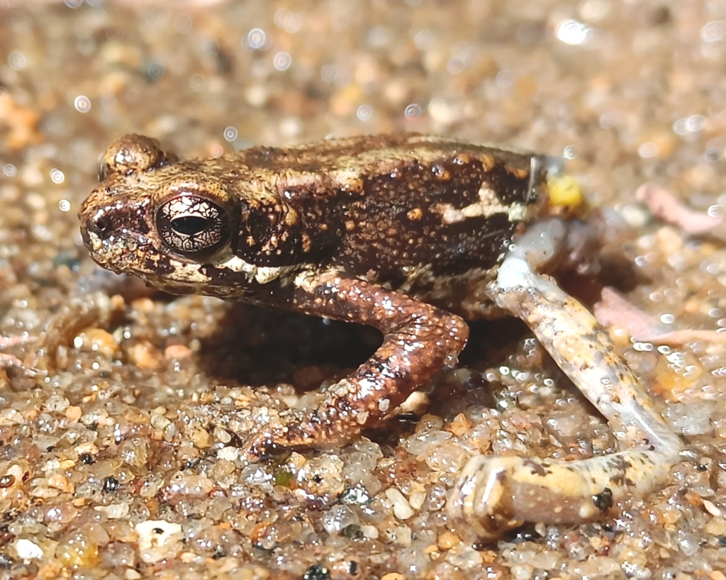 Tree Toad Bc Malabar Tree Toad in February 2024 by Rintu Mandal · iNaturalist