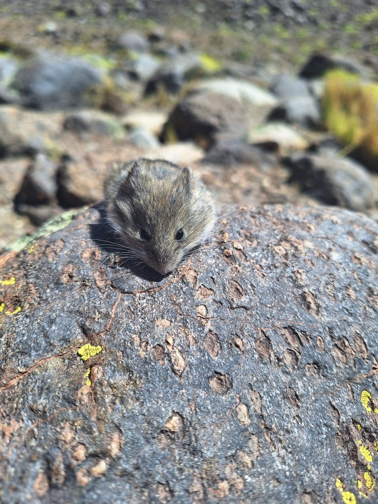 Andean vesper mouse from Cachi, Salta, Argentina on December 6, 2023 at ...